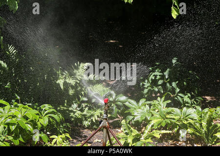 Downing Street. Londres. Royaume-uni 26 juin 2018 - Une eau de type sprinkleur en usage à St James Park, Westminster. Selon le Met Office, le temps chaud est susceptible de continuer ce qui peut résulter en une interdiction sur l'eau d'arrosage par aspersion et tuyau. Credit : Dinendra Haria/Alamy Live News Banque D'Images