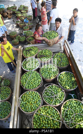 Wushan, Chine. 26 Juin, 2018. Les villageois les prunes de charge sur un camion en Quchi Canton de comté Wushan à Chongqing, au sud-ouest de la Chine, le 26 juin 2018. Des villageois au sujet de 14 667 hectares plantés Wushan de pruniers, avec une production annuelle de 300 000 tonnes de prunes au cours de période à haut rendement. La valeur de rendement devrait atteindre trois milliards de yuans (environ 457 millions de dollars américains). Credit : Wang Quanchao/Xinhua/Alamy Live News Banque D'Images