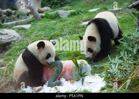 Macao, le 26 juin. 26 Juin, 2016. Panda géant Jianjian Kangkang (R) et manger un gâteau 'anniversaire' à Macao, Chine du sud, le 26 juin 2018. Les frères jumeaux ont célébré leur deuxième anniversaire mardi. Une femelle panda Xinxin a donné naissance à la paire de petits lits jumeaux masculins le 26 juin 2016. Credit : Cheong Kam Ka/Xinhua/Alamy Live News Banque D'Images