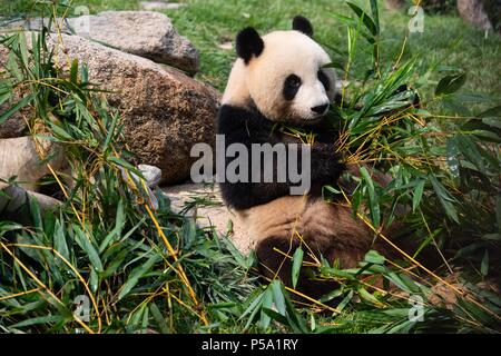 Macao, le 26 juin. 26 Juin, 2016. Panda géant femelle mange les tiges de bambou Xinxin à Macao, Chine du sud, le 26 juin 2018. Les deux frères panda Jianjian Kangkang et ont célébré leur deuxième anniversaire mardi. Xinxin a donné naissance à la paire de petits lits jumeaux masculins le 26 juin 2016. Credit : Cheong Kam Ka/Xinhua/Alamy Live News Banque D'Images