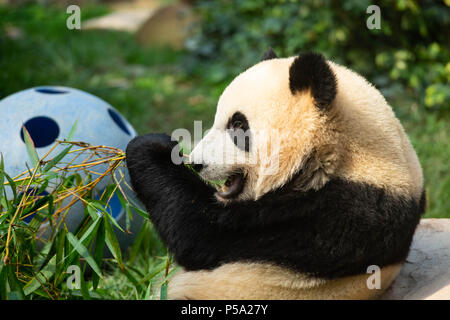 Macao, le 26 juin. 26 Juin, 2016. Panda géant Jianjian mange le bambou à Macao, Chine du sud, le 26 juin 2018. Les deux frères panda Jianjian Kangkang et ont célébré leur deuxième anniversaire mardi. Une femelle panda Xinxin a donné naissance à la paire de petits lits jumeaux masculins le 26 juin 2016. Credit : Cheong Kam Ka/Xinhua/Alamy Live News Banque D'Images