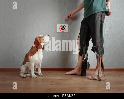 Beagle mignon et son propriétaire en pantalon déchiré et mordu les pieds. Image conceptuelle sur le thème de l'éducation des animaux. Banque D'Images