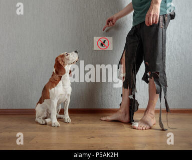 Beagle mignon et son propriétaire en pantalon déchiré et mordu les pieds. Image conceptuelle sur le thème de l'éducation des animaux. Banque D'Images