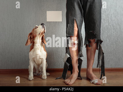 Beagle mignon et son propriétaire en pantalon déchiré et mordu les pieds. Image conceptuelle sur le thème de l'éducation des animaux. Placez votre contenu sur une étiquette blanche . Banque D'Images