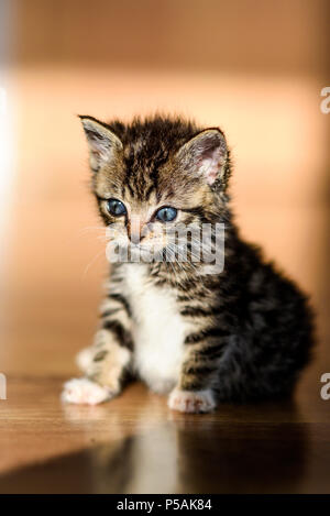 Petit Chaton tabby tabby kitten.petite patate douce. Banque D'Images