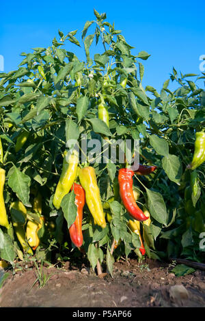 Frash très chaud et paprika rouge et jaune dans le jardin contre le ciel bleu Banque D'Images