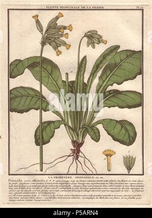Primula veris (Coucou bleu).. . Le botaniste français Jean Baptiste François Pierre Brisson est né vers 1742 à Aubepierre-en-Barrois (Haute Marne) et est mort le 26 septembre 1793 à Paris. Il a fait ses études à Angers, et, plus tard, illustré et publié un certain nombre de botanique et de mycologie travaille sur la flore française. Il a étudié l'art et de gravure sous François Martinet, le célèbre artiste de beaucoup de l'histoire naturelle de Buffon livres. Banque D'Images