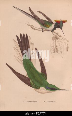 Double-crested hummingbird (Trochilus cornutus) avec crimson et crêtes jaune, vert et violet-bleu avec hummingbird oreille oreilles, tête verte, dos et ailes (Colibri thalassinus) . . À la main, gravure sur acier de H. G. Adams' 'les colibris' 1856.. . Gardiner Henry Adams (18121881) est un poète, écrivain et éditeur spécialisé dans les livres d'éducation pour les jeunes. Il a écrit le texte pour plusieurs des ouvrages de la bibliothèque de Jeunes naturalistes y compris les nids et les Œufs des oiseaux britanniques (1855), Beautiful Butterflies (1871), Belle (1856), chanson préférée d'oiseaux, etc. son autre travail Banque D'Images