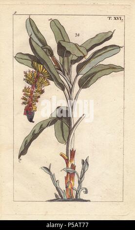 Bananier avec des fleurs et des fruits, Musa paradisiaca. La gravure sur cuivre coloriée d'une illustration botanique par J. Schaly de G. T. Wilhelm's 'Unterhaltungen aus der Naturgeschichte' (Encyclopédie d'Histoire Naturelle), Vienne, 1816. Tobias Gottlieb Wilhelm (1758-1811) était un prêtre et naturaliste bavarois à Augsbourg, où la première édition a été publiée. Banque D'Images