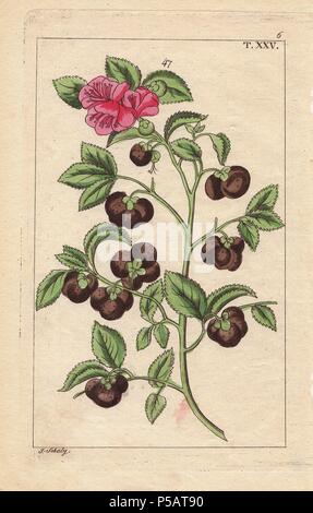 L'arbre de thé avec des fleurs et des fruits, Camellia sinensis, Thea bohea. La gravure sur cuivre coloriée d'une illustration botanique par J. Schaly de G. T. Wilhelm's 'Unterhaltungen aus der Naturgeschichte' (Encyclopédie d'Histoire Naturelle), Vienne, 1817. Tobias Gottlieb Wilhelm (1758-1811) était un prêtre et naturaliste bavarois à Augsbourg, où la première édition a été publiée. Banque D'Images