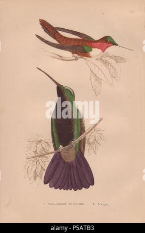 Fuligule à collier roux, ou Nootka (colibri Selasphorus rufus). . Black-throated Hummingbird (Anthracothorax mango mango) . . À la main, gravure sur acier de H. G. Adams' 'les colibris' 1856.. . Gardiner Henry Adams (18121881) est un poète, écrivain et éditeur spécialisé dans les livres d'éducation pour les jeunes. Il a écrit le texte pour plusieurs des ouvrages de la bibliothèque de Jeunes naturalistes y compris les nids et les Œufs des oiseaux britanniques (1855), Beautiful Butterflies (1871), Belle (1856), chanson préférée d'oiseaux, etc. Ses autres oeuvres : une biographie de l'explorateur David Livingstone ( Banque D'Images