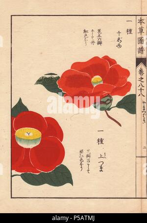 Scarlet et camélias japonais jaune 'senjyu' et 'kamitsuma'. Thea japonica Nois. forma. . Gravure sur bois imprimée en couleur par Kan'fr Iwasaki de 'Honzo Zufu,' un guide illustré de plantes médicinales, 1884. Iwasaki (1786-1842) était un botaniste japonais, entomologiste et zoologiste. Il est l'un des premiers botanistes japonais d'intégrer le savoir occidental dans ses études. Banque D'Images