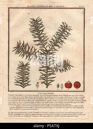 If commun (Taxus baccifera).. . Le botaniste français Jean Baptiste François Pierre Brisson est né vers 1742 à Aubepierre-en-Barrois (Haute Marne) et est mort le 26 septembre 1793 à Paris. Il a fait ses études à Angers, et, plus tard, illustré et publié un certain nombre de botanique et de mycologie travaille sur la flore française. Il a étudié l'art et de gravure sous François Martinet, le célèbre artiste de beaucoup de l'histoire naturelle de Buffon livres. Banque D'Images