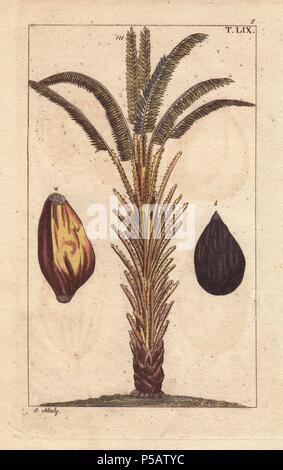 L'huile de palmier africain avec des fruits, Elaeis guineensis. La gravure sur cuivre coloriée d'une illustration botanique par J. Schaly de G. T. Wilhelm's 'Unterhaltungen aus der Naturgeschichte' (Encyclopédie d'Histoire Naturelle), Vienne, 1816. Tobias Gottlieb Wilhelm (1758-1811) était un prêtre et naturaliste bavarois à Augsbourg, où la première édition a été publiée. Banque D'Images