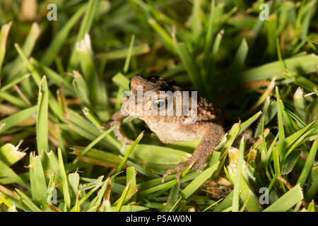 Un crapaud Bufo bufo, sur une pelouse tondue photographié dans un jardin de nuit. North West Lancashire England UK GO Banque D'Images