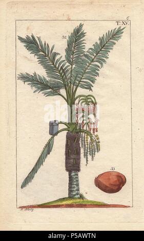 Palmier sagou Metroxylon sagu,. La gravure sur cuivre coloriée d'une illustration botanique par J. Schaly de G. T. Wilhelm's 'Unterhaltungen aus der Naturgeschichte' (Encyclopédie d'Histoire Naturelle), Vienne, 1817. Tobias Gottlieb Wilhelm (1758-1811) était un prêtre et naturaliste bavarois à Augsbourg, où la première édition a été publiée. Banque D'Images