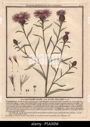 Centaurée Jacée ou Brownray centaurée maculée. . La centauree jacee (Centaurea jacea). . Le botaniste français Jean Baptiste François Pierre Brisson est né vers 1742 à Aubepierre-en-Barrois (Haute Marne) et est mort le 26 septembre 1793 à Paris. Il a fait ses études à Angers, et, plus tard, illustré et publié un certain nombre de botanique et de mycologie travaille sur la flore française. Il a étudié l'art et de gravure sous François Martinet, le célèbre artiste de beaucoup de l'histoire naturelle de Buffon livres. Banque D'Images