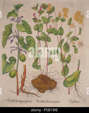 N/A. Italiano : Disegno delle espèce Aristolochia longa vulgaris, Aristolochia rotunda, en perfoliata chez dell'edizione del 1613 a Norimberga del Celeberrimi Eystettensis. Dall'Archivio della Libreria Jacques Bourlot di Marco Birocco, Turin . Basilius Besler (1561-1629) Noms alternatifs Basil Besler pharmacien et botaniste allemand Description Date de naissance/Décès 13 Février 1561 13 mars 1629 Lieu de naissance/décès de Nuremberg Nuremberg contrôle d'autorité : Q65027 VIAF:36944651 ISNI:0000 0001 0887 9329 ULAN:500082126 RCAC:n:Botaniste86026324 WorldCat Besler 122 l'aristoloche lo Banque D'Images