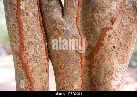 Pistes de termites sur tronc d'arbre, Pondicherry, India Banque D'Images