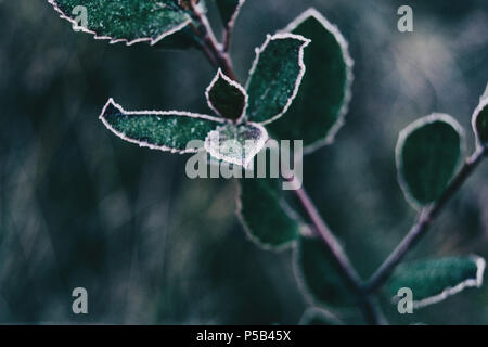 Close-up de feuilles et de neige gelée de Cistus salviifolius Banque D'Images