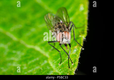 Plan macro sur une mouche Banque D'Images