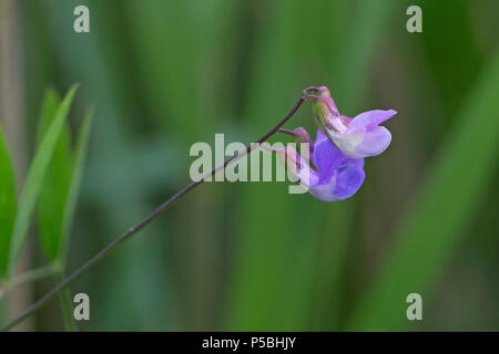 Pois (Lathyrus palustris Marsh) Banque D'Images