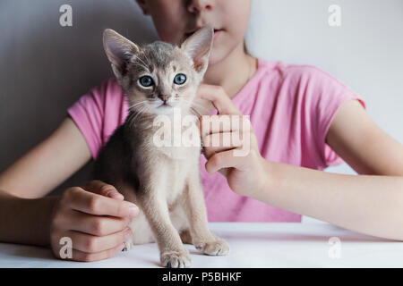 Mignon petit chaton Abyssin assis regardant la caméra et il caressait fille isolée. Banque D'Images