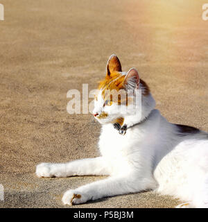 Kitty Cat vous détendre allongé sur une surface en gravier d'or à la recherche. Le point de droit. Banque D'Images