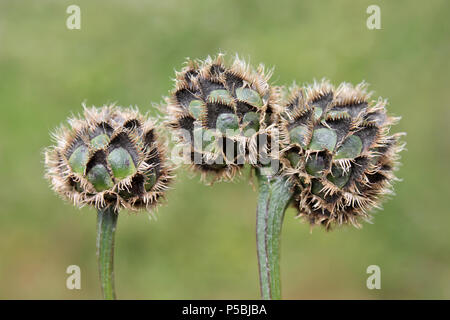 Plus de graines de centaurée maculée (Centaurea scabiosa) Banque D'Images