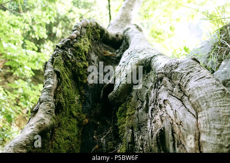 Vue de dessous de l'écorce de l'arbre fendu Banque D'Images