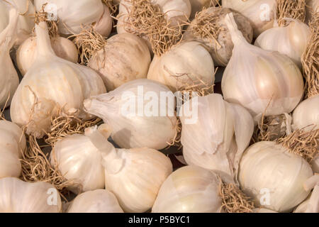 Pile l'ail blanc de la texture. L'ail frais, photo gros plan. Pile de têtes d'ail blanc. Tête d'ail blanc heap Banque D'Images