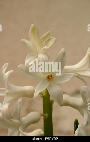 Close up de jacinthe blanche Banque D'Images