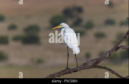 Grande Aigrette (Ardea alba) oiseau perché sur une branche d'un arbre à la vue latérale sur la brousse africaine à Pilanesberg National Park, Afrique du Sud Banque D'Images