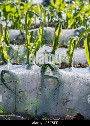 Le maïs est cultivé sous plastique biodégradable à l'alimentation animale du pays de Galles Banque D'Images