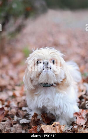 Blonde Adorable Shih Tzu debout dans feuilles aux couleurs automnales. Banque D'Images