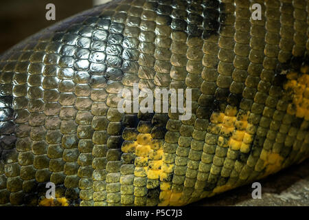 Détail d'un grand serpent anaconda (Eunectes murinus) peau de corps vivant Banque D'Images