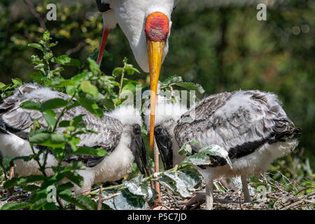 White stork (mycteria cinerea) nourrir les poussins. Nid d'oiseau. Mycteria cinerea famille dans le nid. Banque D'Images