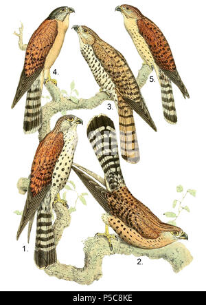 N/A. Anglais : 1. & 2. Falco Falco newtoni newtonii  = Kestrel (Madagascar), les mâles adultes 3. Kestrel Falco punctatus (Maurice), 4 mâles adultes. & 5. Falco gracilis  = c/ Falco (Seychelles Kestrel), 4 mâles adultes. 5 mâles adultes. Les hommes non-reproduction English : 1. & 2. Falco Falco newtoni newtonii  = (Crécerelle malgache), les mâles adultes 3. Falco punctatus (Crécerelle de Maurice), mâle adulte 4. & 5. Falco gracilis  = c/ Falco (crécerelle des Seychelles), mâle adulte 4. Mâle adulte 5. Mâle dans la livrée de passage . Publié en 1868. John Gerrard Keulemans (1842-1912) Noms alternatifs J Banque D'Images