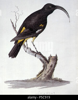 N/A. Anglais : Ff. 27, aquarelle de William Ellis à partir d'une collection d'esquisses de mammifères, oiseaux et poissons faite sur Captian James Cook, troisième voyage (1776-1780). Entre 1776 et 1780. William Ellis (1756-1785), naturaliste britannique Description Date de naissance/décès inexpliqué (1756) 1785 (inexpliqué) lieu de travail New York, Grande-Bretagne contrôle d'autorité : Q3568594 VIAF:8568667 ISNI:0000 0001 0336 0739 RCAC:n87916025 GND:133195333:028051939 472 SUDOC WorldCat Drepanis pacifica Ellis Banque D'Images