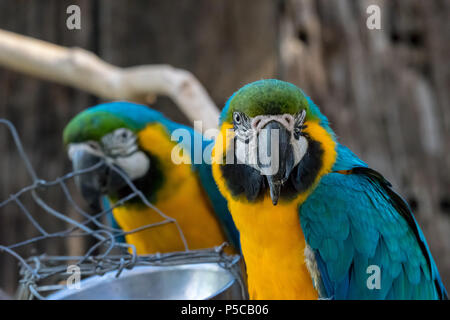 Les perroquets colorés devant leur bol closeup Banque D'Images