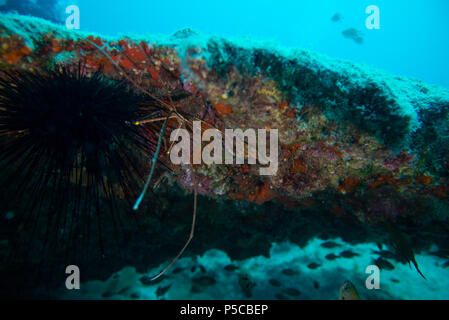 Araignée de mer, Fuerteventura, îles canaries Banque D'Images