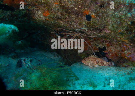 Araignée de mer, Fuerteventura, îles canaries Banque D'Images