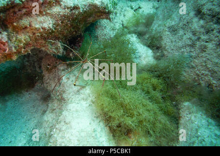 Araignée de mer, Fuerteventura, îles canaries Banque D'Images