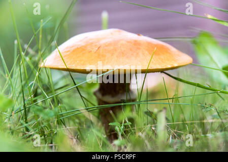 Un champignon comestible suillus dans grass close up Banque D'Images