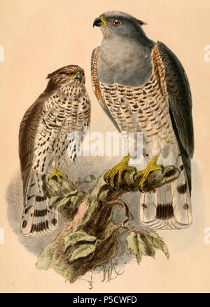 N/A. Anglais : " Baza verreauxi verreauxii Aviceda cuculoides "  = (sous-espèce de l'African Cuckoo-Hawk) English : " Baza verreauxi verreauxii Aviceda cuculoides "  = (sous-espèce de Baza coucou) . 1884. John Gerrard Keulemans (1842-1912) Alternative Names Johannes Gerardus Keulemans ; J. G. Keulemans ornithologue néerlandais Description et l'artiste Date de naissance/décès 8 Juin 1842 29 décembre 1912 Lieu de naissance/décès Rotterdam London Authority control : Q1335286 VIAF:42113661 ISNI:0000 0000 6313 981X ULAN:500041975 RCAC:no98083374 ALN:35268760 154 WorldCat Aviceda cuculoides verreauxii 1 Banque D'Images