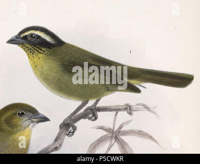 N/A. Anglais : " Chlorospingus ophthalmicus punctulatus "  = Chlorospingus punctulatus (sous-espèce d'Bush-Tanager) English : " Chlorospingus ophthalmicus punctulatus "  = Chlorospingus punctulatus (sous-espèce de Chlorospin des 17112) . 1902. John Gerrard Keulemans (1842-1912) Alternative Names Johannes Gerardus Keulemans ; J. G. Keulemans ornithologue néerlandais Description et l'artiste Date de naissance/décès 8 Juin 1842 29 décembre 1912 Lieu de naissance/décès Rotterdam London Authority control : Q1335286 VIAF:42113661 ISNI:0000 0000 6313 981X ULAN:500041975 RCAC:no98083374 ALN:3 Banque D'Images