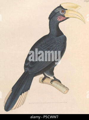N/A. » Antracicus français : Buceros "  = Anthracoceros malayanus Calao (noir) - hommes English : " Buceros antracicus »  = Anthracoceros malayanus (Calao charbonnier) - mâle . 1838. Nicolas Huet (1770-1830) Noms alternatifs, Nicolas II Huet ; Nicolas Huet le plus petit, Nicolas Huet II ; Nicolas Le jeune Français Description Huet peintre, illustrateur et graveur Date de naissance/décès 1770 26 décembre 1830 Lieu de naissance Paris contrôle d'autorité : Q3340421 VIAF:95590486 ISNI:0000 0000 7064 7628 ULAN:500117124:138988412 GND Jean Gabriel Prêtre (1768-1849) Description Swiss ar Banque D'Images
