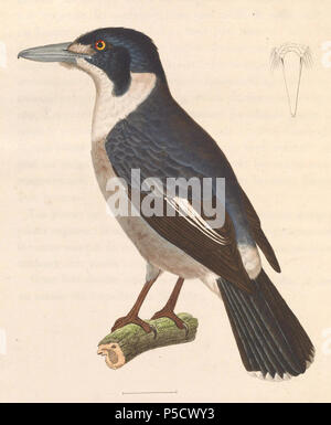 N/A. Anglais : " Barita destructor "  = Cracticus torquatus (Grey Butcherbird) - mâle adulte English : " Barita destructor "  = Cracticus torquatus (Cassican à collier) - mâle adulte . 1838. Nicolas Huet (1770-1830) Noms alternatifs, Nicolas II Huet ; Nicolas Huet le plus petit, Nicolas Huet II ; Nicolas Le jeune Français Description Huet peintre, illustrateur et graveur Date de naissance/décès 1770 26 décembre 1830 Lieu de naissance Paris contrôle d'autorité : Q3340421 VIAF:95590486 ISNI:0000 0000 7064 7628 ULAN:500117124:138988412 GND Jean Gabriel Prêtre (1768-1849) Description sw Banque D'Images
