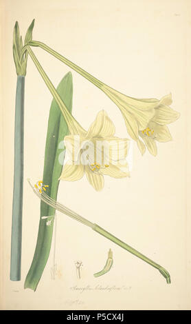 N/A. Illustration de John Lindley's 'Collectanea botanica ou, les figures et illustrations botaniques de rare et curieux des plantes exotiques' Trizeuxis Falcata . 15 juin 2012, 18:30:51. John Lindley (1799-1865) Noms alternatifs Lindl. Description botaniste, pteridologist, bryologue, professeur d'université, écrivain et mycologue Date de naissance/Décès 8 Février 1799 1 novembre 1865 Lieu de naissance/décès Catton, près de catégorie:Norwich Turnham Green, Middlesex contrôle d'autorité : Q378629 VIAF:44413344 ISNI:0000 0000 8377 7990 RCAC:n:NLA84018057 35306726:Botaniste Lindl. Amaryllis 1411 WorldCat Banque D'Images