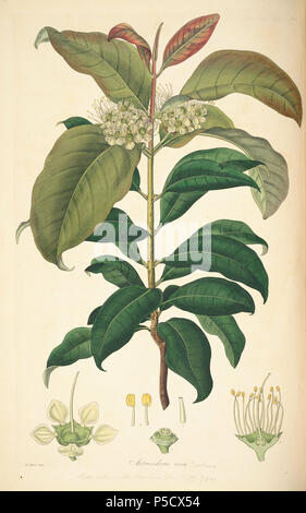 N/A. Metrosideros vera . 16 juin 2012, 00:15:29. John Lindley (1799-1865) Noms alternatifs Lindl. Description botaniste, pteridologist, bryologue, professeur d'université, écrivain et mycologue Date de naissance/Décès 8 Février 1799 1 novembre 1865 Lieu de naissance/décès Catton, près de catégorie:Norwich Turnham Green, Middlesex contrôle d'autorité : Q378629 VIAF:44413344 ISNI:0000 0000 8377 7990 RCAC:n:NLA84018057 35306726:Botaniste Lindl. WorldCat 2618 vera Metrosideros - John Lindley - Collectanea botanica (1821) Banque D'Images